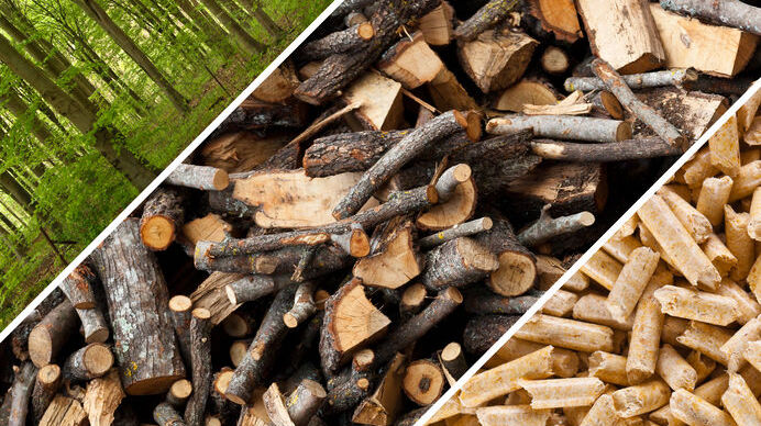 tipi di biomassa