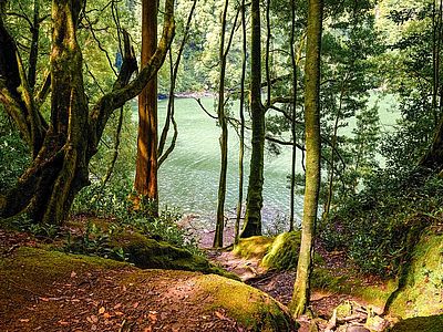 Al via il primo concorso fotografico del PEFC